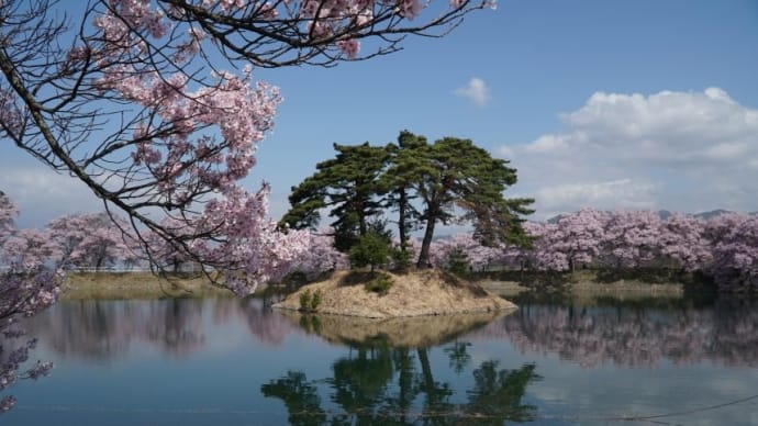 2021伊那路・六道堤の桜