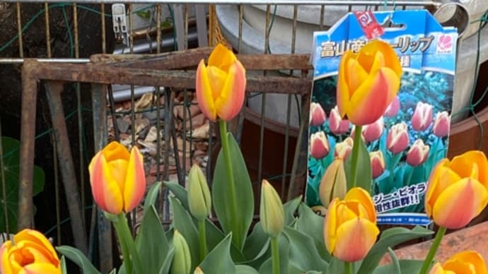 楽しみがどんどん消えていく〜〜あの展開には絶句!