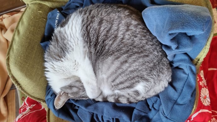 猫の日