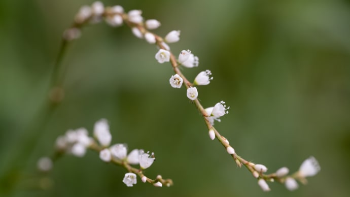 白花桜蓼