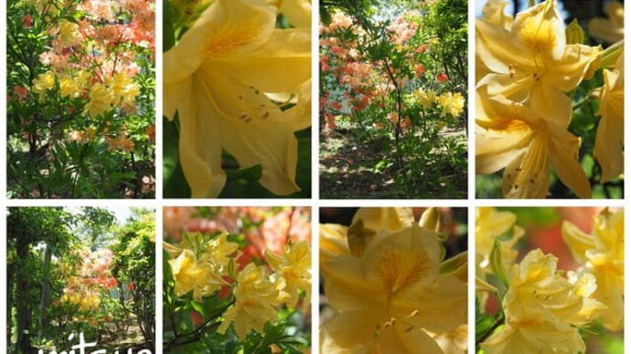 「黄蓮華躑躅の花が咲きました」 MY GARDEN 2023.05.26日撮影