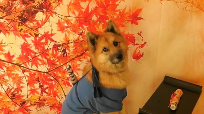 忍者犬 風愛でムービー 作ったよ