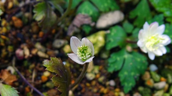 キタヤマオウレンの二番花が開花し始めて・・・・・・