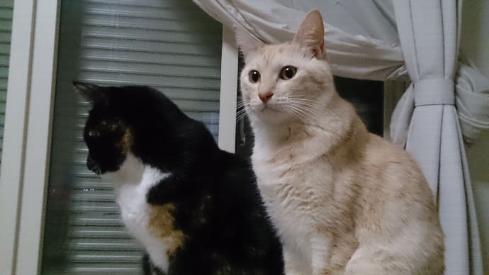 仲良し組