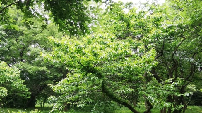 夏の始まりフォレストフェスタ、ありがとう