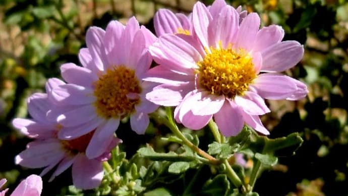 秋を彩る菊の花色々 菊 キク キク科キク属 花と徒然なるままに