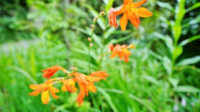 梅雨空の薬師の泉(2020.7.8 撮影)