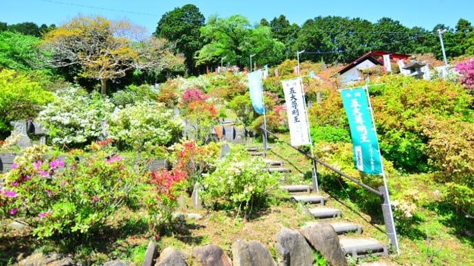 五大尊つつじ公園に行ってきました♪(越生)