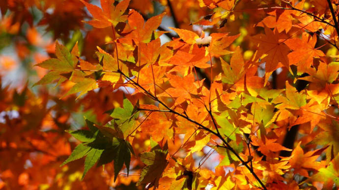 速報・紅葉の両足寺境内
