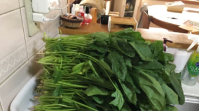 ほうれん草