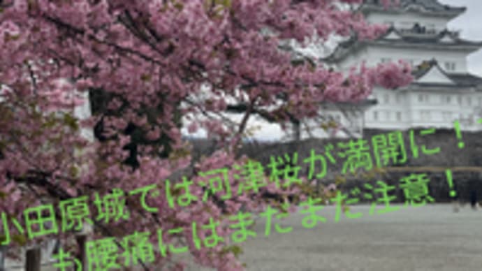 小田原城では河津桜が満開に！でも腰痛にはまだまだ注意！