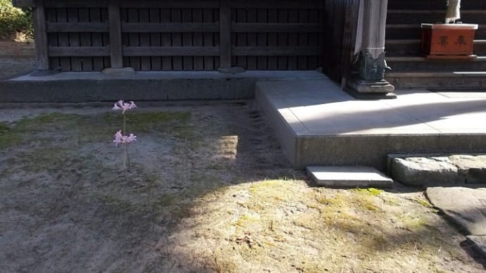 唐突に咲く