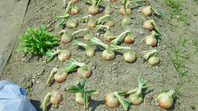 玉ねぎネオアース収穫