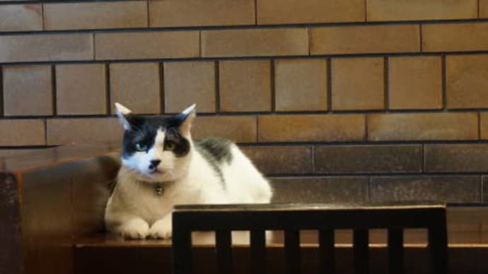 京都猫あるき 茶房白い花の看板猫さんに会う くろさん亭 おかわり