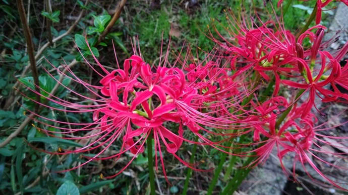 彼岸花とお墓参り