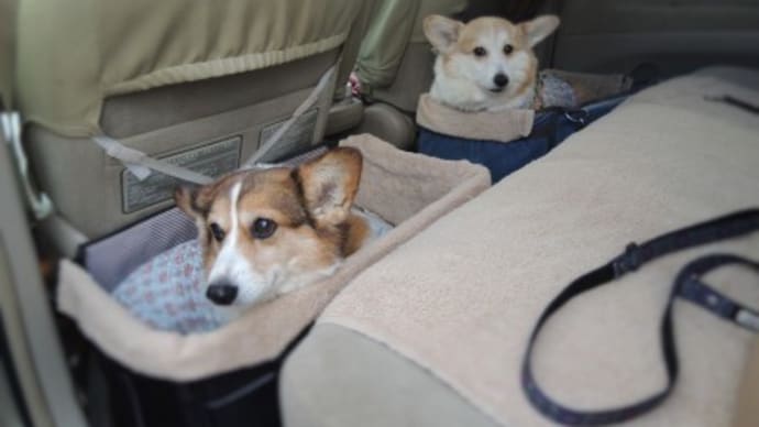 犬達と北海道2022*最終章~その14「別荘が欲しい」