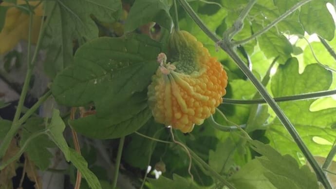 MyGardenのゴーヤとフウセンカズラ