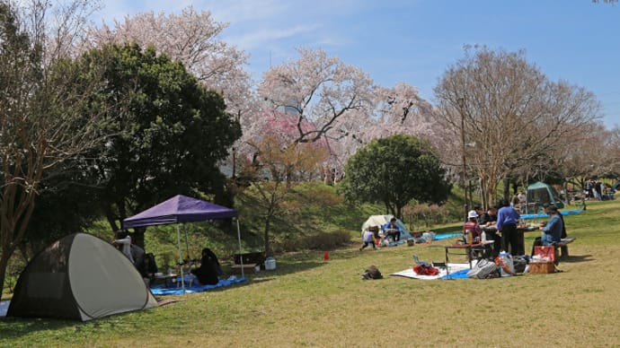 木曽川堤の桜 5