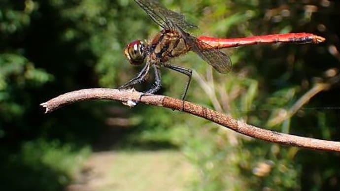 10月最初の教室 繁茂するネナシカズラ