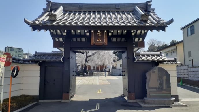 谷中長明寺のしだれ桜満開