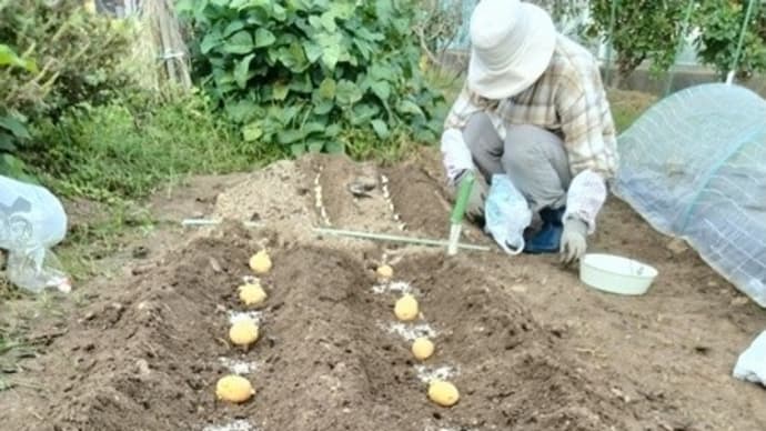 秋ジャガイモの植付け♪(9月27日)