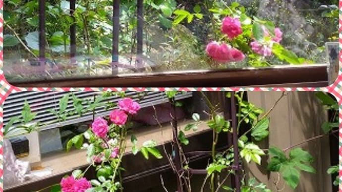 つるバラが咲いた 🌹