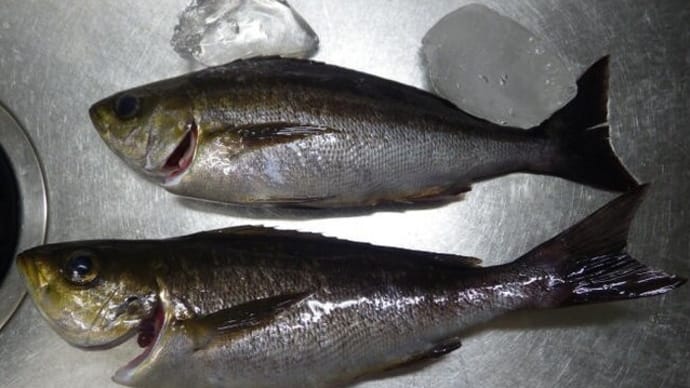 久しぶりにお魚さん