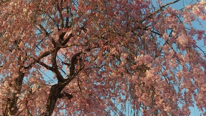 桜、真盛り！