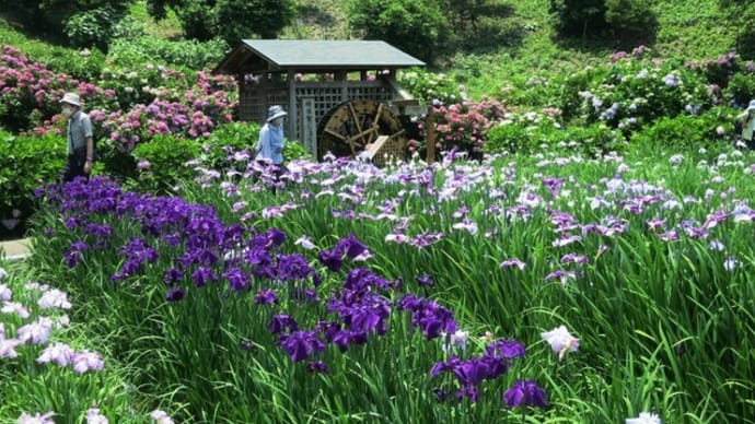 花スケッチ～横須賀しょうぶ園・蓮の花