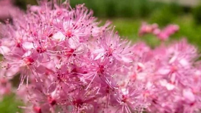 吹上しょうぶ公園の花たち