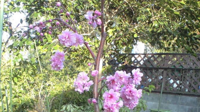 花桃「ひなのたき」 追記です さらに追記です