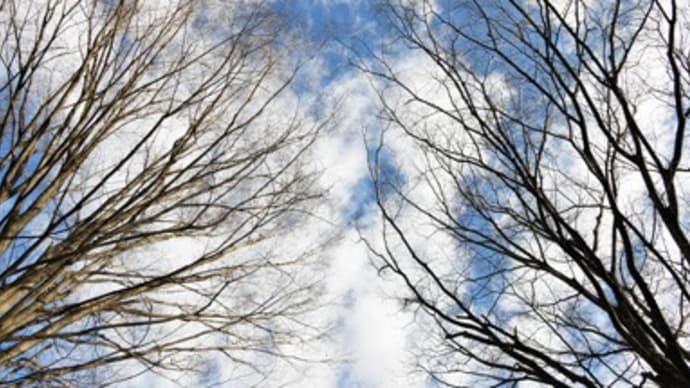 裸木と冬の空