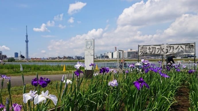 水辺公園のハナショウブ