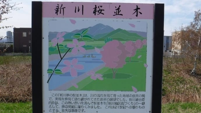 札幌の桜を巡って歩いたら…