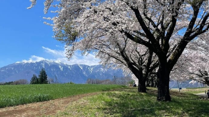 🌸🌸🌸開花状況