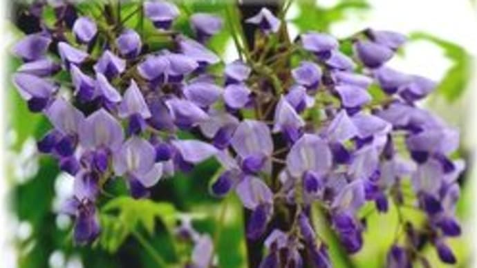 藤の花が咲いています