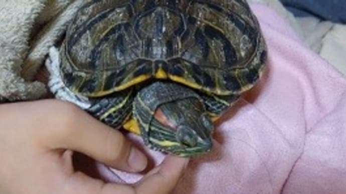 精神コントロール。【コロナ闘病日記その⑥】