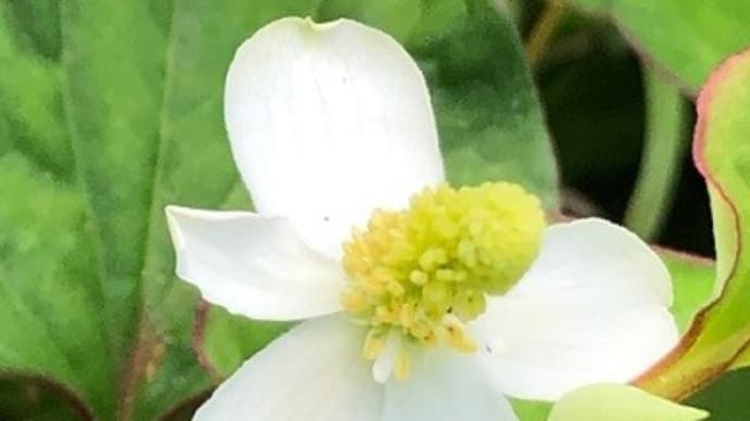 ドクダミのお花