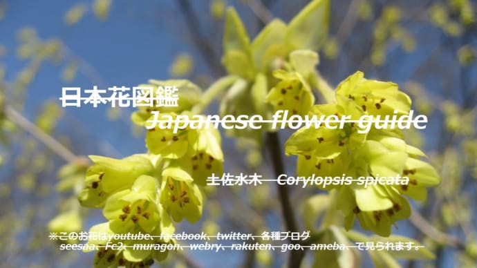 青空に黄色い耳飾り?!Yellow earrings in the blue sky? !!
