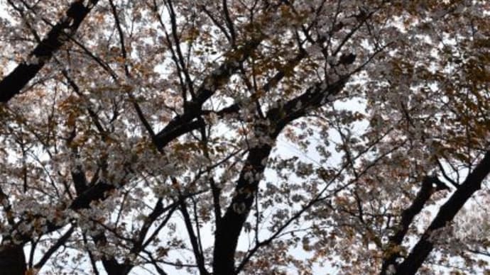 小石川植物園　の花　　ヤマザクラの大木　　18