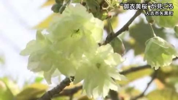 薄緑色の花を咲かせるサクラ・御衣黄　2021年3月31日（水）