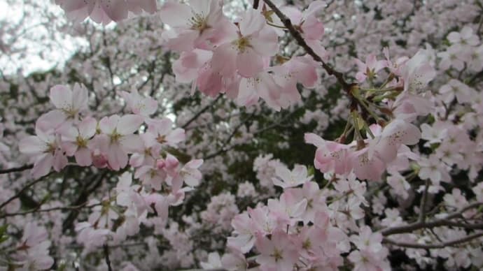 桜の散り方