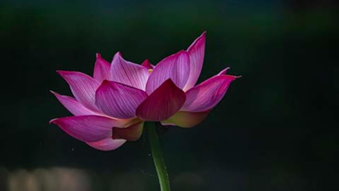 蜀紅蓮と桜蓮