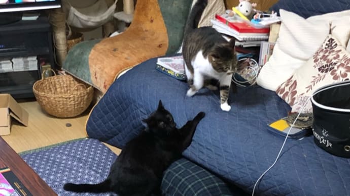 ご一緒してみた(^ ^)