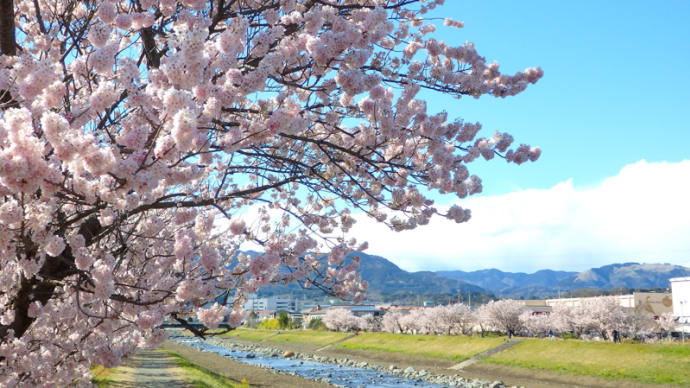 春木径と幸せ道 満開の春めき桜の遊歩道・2020(南足柄市)