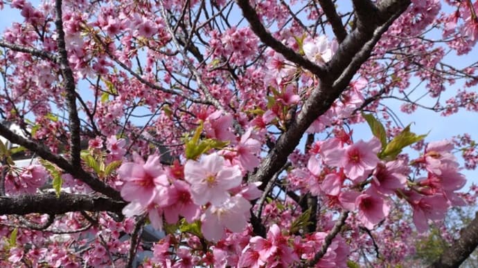 桜が満開、春本番です!