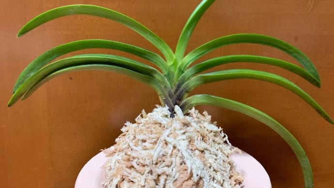 養老