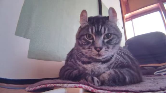20231217の猫たちと時々犬