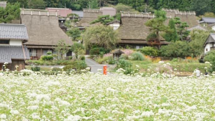 蕎麦の花とかやぶきの里