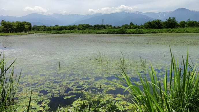 御宝田遊水池、ひと月経てば・・・ (小ネタ)